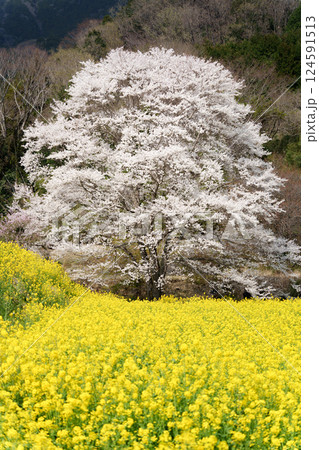 秦野市蓑毛の淡墨桜（ウスズミザクラ） 124591513
