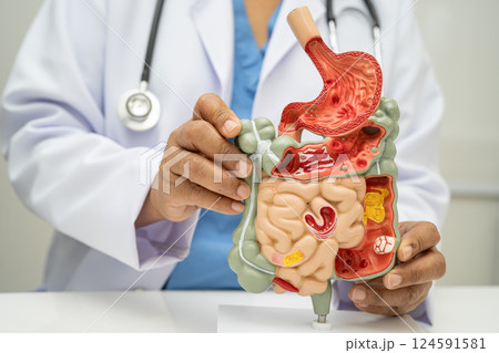 Digestive system with stomach and intestine, Asian doctor holding human anatomy model for study diagnosis and treatment in hospital. 124591581