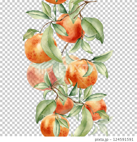 Seamless citrus tree with Grapefruits cluster on branches on vertical border isolated on white. Watercolor red ripe fruits on sprigs. Hand drawn foliage oranges on repeated texture in botanical sketch Seamless citrus tree with Grapefruits cluster on branches on vertical border isolated on white. Watercolor red ripe fruits on sprigs. Hand drawn foliage oranges on repeated texture in botanical sketch 124591591
