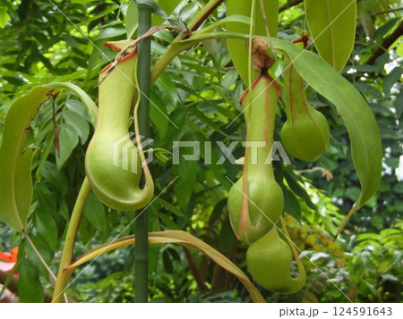 ウツボカズラ 124591643