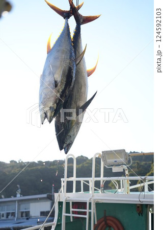 水揚げされるキハダマグロ 124592103