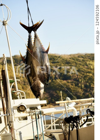 港町で水揚げされるキハダマグロ 124592106