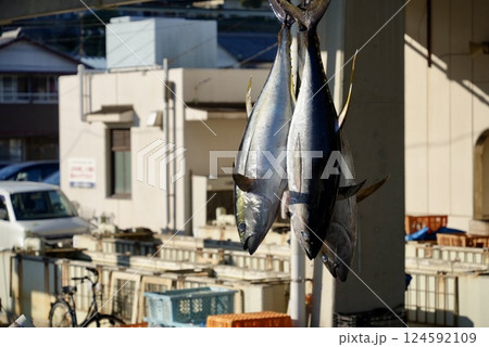 漁港で水揚げされたマグロ 124592109