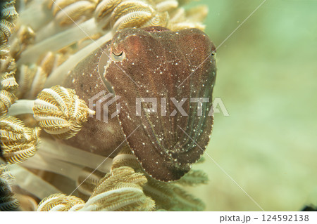 A close-up portrait of an amazing cuttlefish looking out from among soft coral and into the camera. A close-up portrait of an amazing cuttlefish looking out from among soft coral and into the camera. 124592138