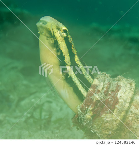 An underwater picture of a Blenny fish peeking out from a bottle on the seafloor at a muck dive 124592140