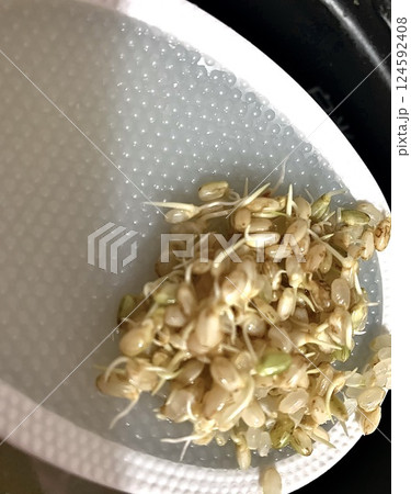 これからは発芽玄米ごはん 124592408