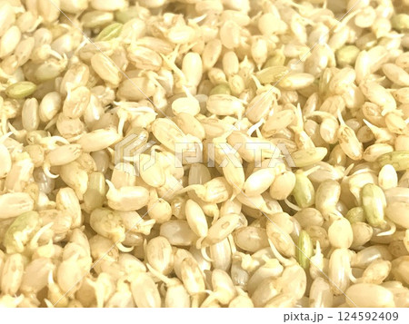 黄金色の発芽玄米 124592409