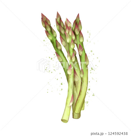 Asparagus. Hand-drawn eco food illustration isolated on white background. Asparagus. Hand-drawn eco food illustration isolated on white background. 124592438