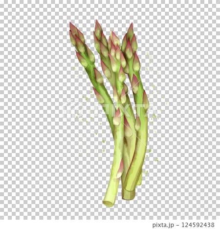 Asparagus. Hand-drawn eco food illustration isolated on white background. 124592438