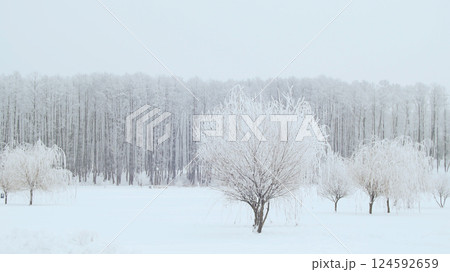 Landscape of the winter city park. Snow falls. 124592659