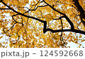 Yellow tops of maple trees in autumn. A park. Nature. 124592668