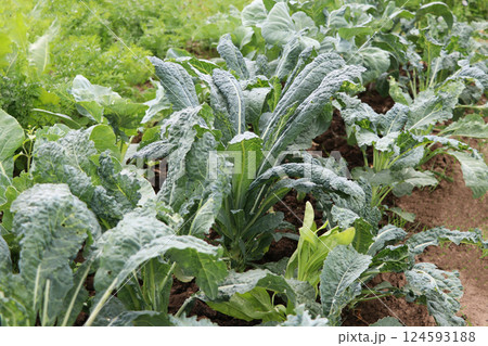 Kale cabbage. Tuscan kale or black kale plant. Winter cabbage also known as Italian kale or lacinato growth in row. 124593188