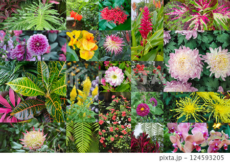 Beautiful collage - set of tropical flowers Beautiful collage - set of tropical flowers 124593205