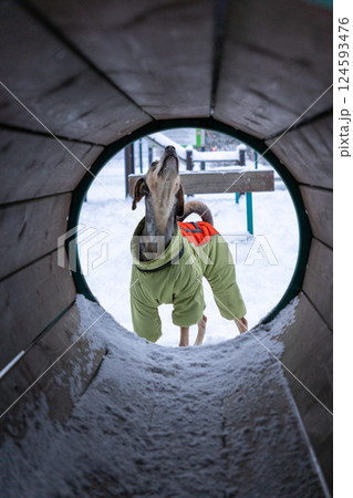 dog training. a spotted gray-brown dog in a green winter jumpsuit. A pet walks in the snow. dog training. a spotted gray-brown dog in a green winter jumpsuit. A pet walks in the snow. 124593476
