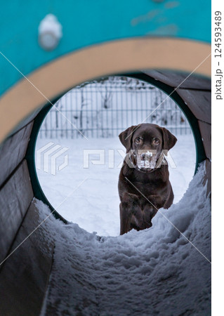 dog training, a chocolate Labrador retriever with a sad face. a pet walks in the snow. 124593489