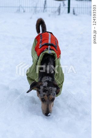 portrait of a spotted gray-brown dog in a green winter jumpsuit. a pet walks in the snow and plays. 124593503