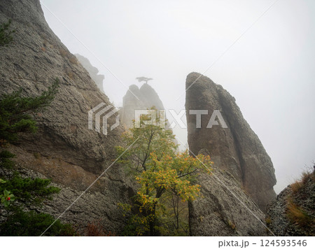 Rock and trees inconspicuous on a foggy day. 124593546
