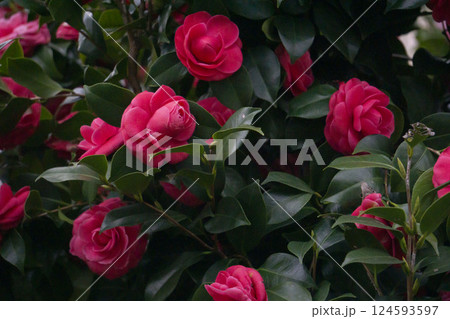 深紅の椿の花咲き乱れる 深紅の椿の花咲き乱れる 124593597