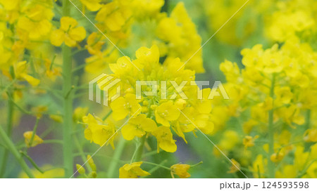 菜の花のある風景 菜の花のある風景 124593598