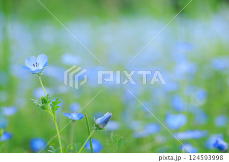 舎人公園のネモフィラ畑 舎人公園のネモフィラ畑 124593998
