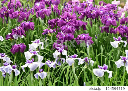 花菖蒲園に紫色の菖蒲の花が咲いています 花菖蒲園に紫色の菖蒲の花が咲いています 124594519