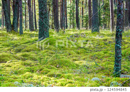 Beautiful scenic evergreen pine forest with thick layer of green moss Beautiful scenic evergreen pine forest with thick layer of green moss 124594845