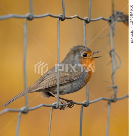 Robin redbreast (Erithacus rubecula) is small brownish Robin redbreast (Erithacus rubecula) is small brownish 124594910