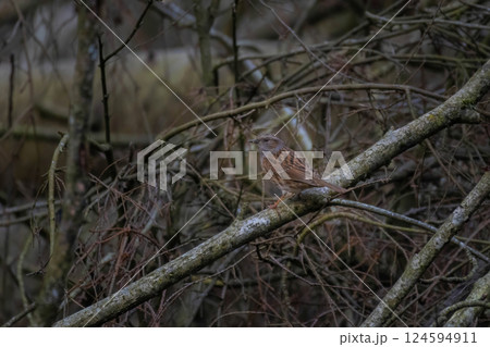 Dunnock (Prunella modularis) foraging for insects 124594911