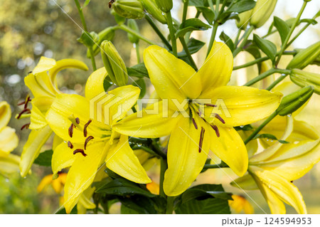 Vibrant yellow Asiatic lilies blooming among green foliage. Vibrant yellow Asiatic lilies blooming among green foliage. 124594953
