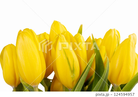 Minimalistic card with yellow tulips on white background. 124594957