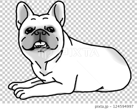法國鬥牛犬，黑白，透明背景，狗插圖 124594997