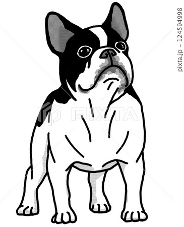 フレンチブルドッグ 白黒 背景透過 犬のイラスト フレンチブルドッグ 白黒 背景透過 犬のイラスト 124594998