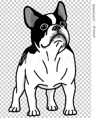 フレンチブルドッグ 白黒 背景透過 犬のイラスト フレンチブルドッグ 白黒 背景透過 犬のイラスト 124594998