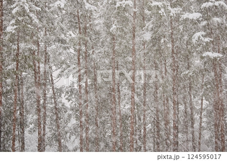 The heavy snowfall in a wild park, winter fairy tale in the forest, snow-covered tree branches, large flakes of snow are slowly falling, nobody, snow storm, blizzard 124595017