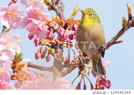 河津桜とメジロ 河津桜とメジロ 124595144