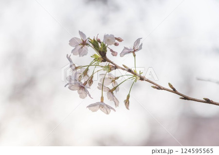 朝日に照らされて輝く桜の花びら 朝日に照らされて輝く桜の花びら 124595565