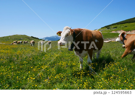 Cows close up grazing at the meadow in the mountains of Puchberg am Schneeberg, Austria. The concept of farming and milk production. The concept of cows attacking people 124595663