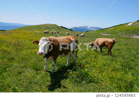 Cows grazing at the meadow in the mountains of Puchberg am Schneeberg, Austria. The concept of farming and milk production. The concept of cows attacking people 124595665