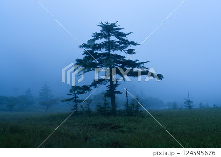 長野県伊那市　夏の大阿原湿原 124595676