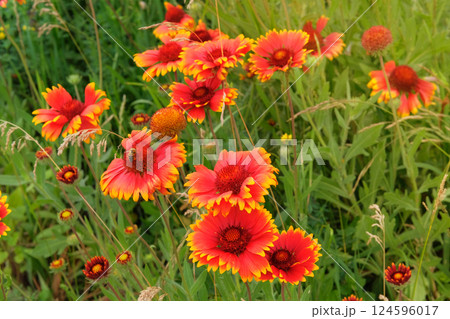 Gaillardia is cultivated as an ornamental plant. Orange flower in meadow. Drought-resistant annual plant. Sunny day. 124596017
