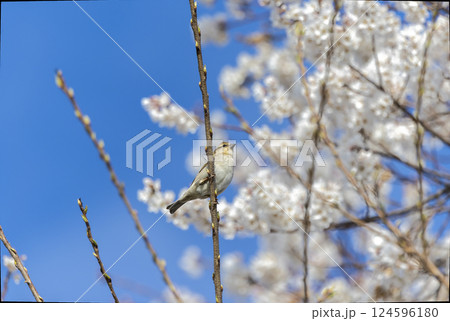 桜の木とまるニュウナイスズメ 124596180