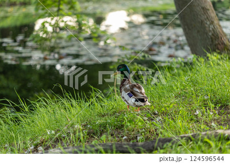 A mallard duck stands on lush green grass near a calm pond with lily pads. Sunlight reflects off the water, creating bright patches amid the shaded, tranquil natural scene. 124596544