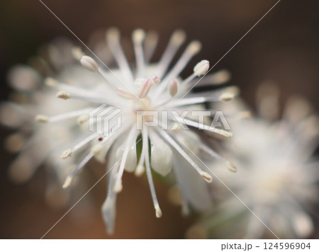 花火のように広がるキクバオウレン（20250326090845） 124596904