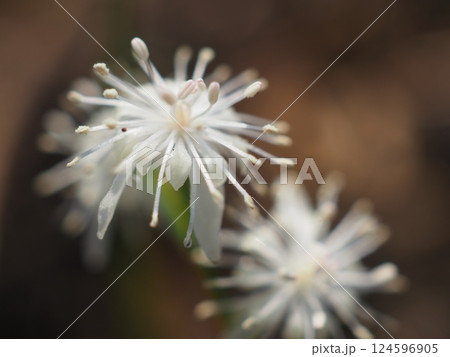 花火のように広がるキクバオウレン（20250326090729） 124596905