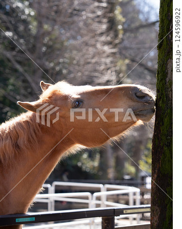 代々木ポニー公園、木の皮をかじるポニー 代々木ポニー公園、木の皮をかじるポニー 124596922