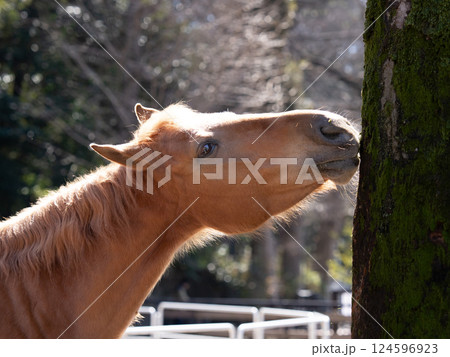 代々木ポニー公園、木の皮をかじるポニー 124596923