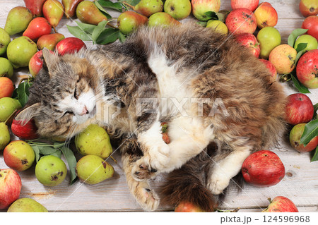 Funny fluffy cat on the table with apples and pears, harvesting in the village, healthy natural food concept, detox diet 124596968