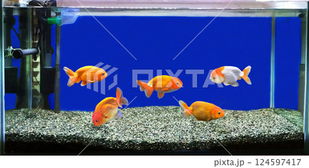 金魚飼育（らんちゅう）60㎝水槽　イメージ 124597417