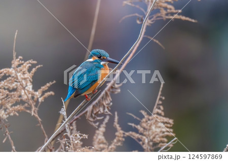 セイタカアワダチソウにとまってくつろぐカワセミ成鳥 124597869