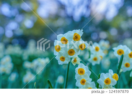 ひっそりと咲く満開のスイセンの花 124597870